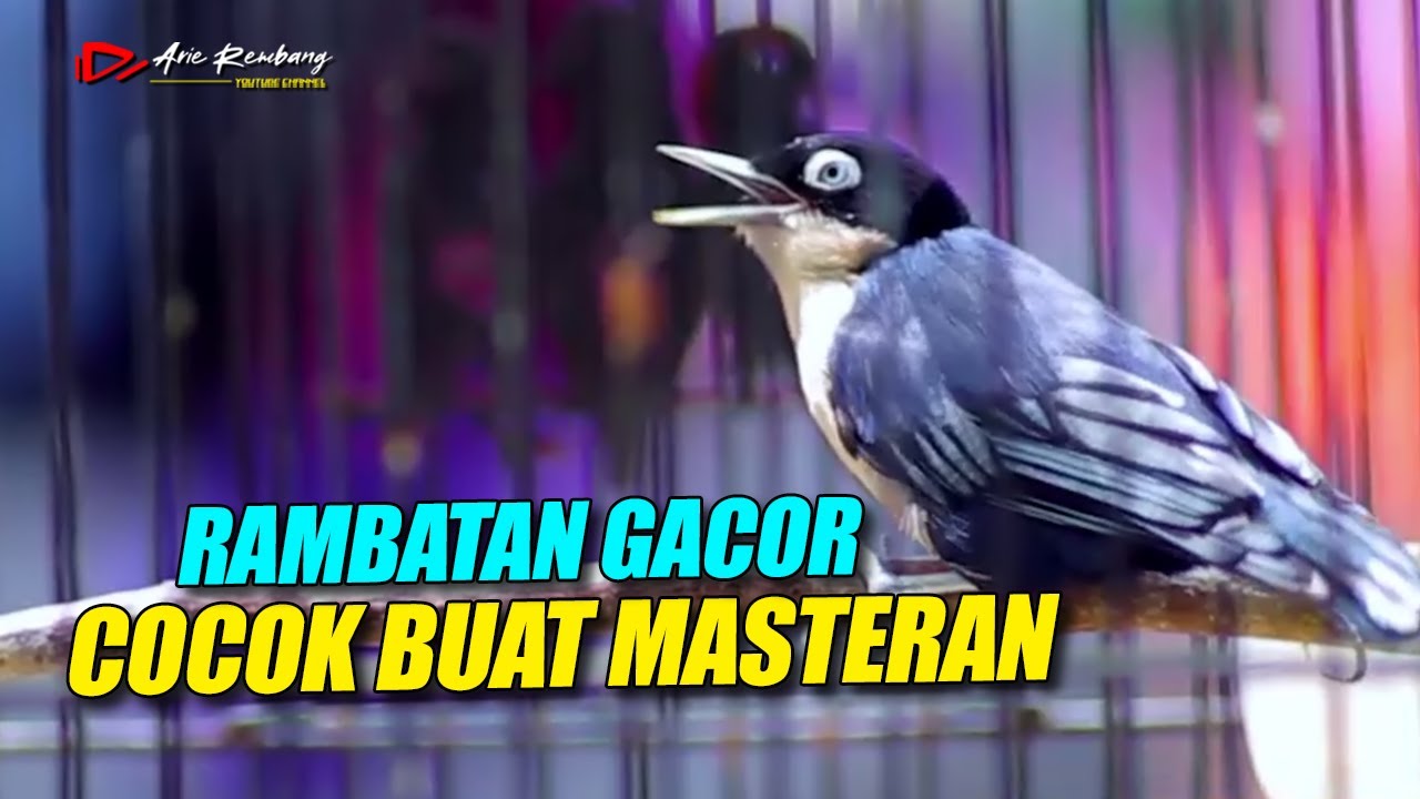 RAMBATAN GACOR !! Materi Masteran Ngerol Buat Burung Kicau | shama bird