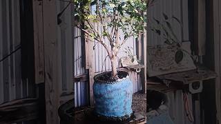 EP2   Patina of large ceramic planter