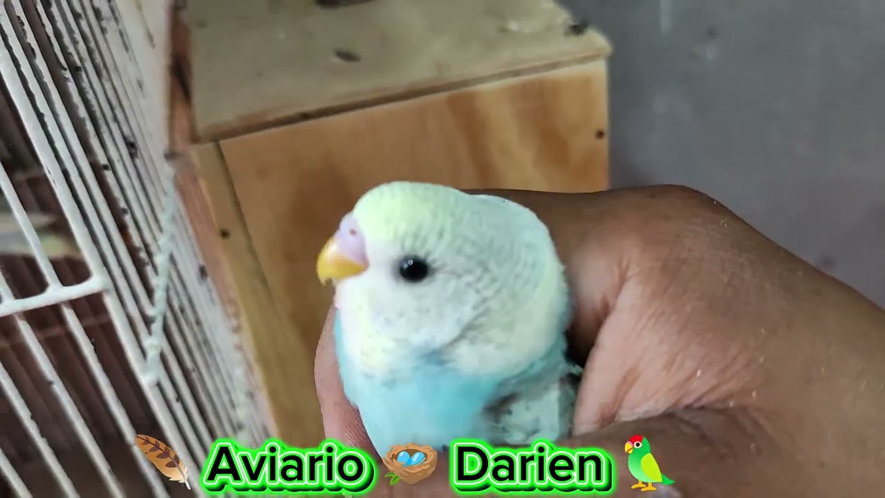 Revisando Los Nidos De Mis Parejas #birds #periquitosaustralianos #aves #aviario #periquitosdelamor 