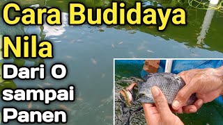 Cara Budidaya Ikan Nila Kolam Terpal Dari Awal Sampai Panen Skala Rumahan