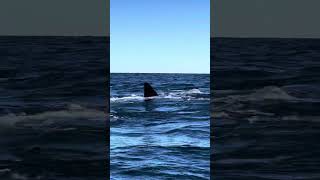 Ballenas francas australes en Puerto Pirámides - Chubut - Argentina 🇦🇷