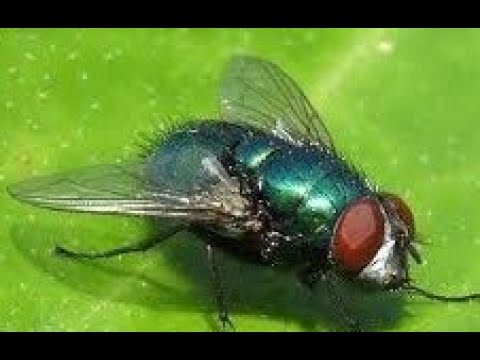 KAKO SE RIJEŠITI MUHA - How to get rid of flies