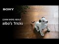 Sony Learn More About Aibo S Tricks