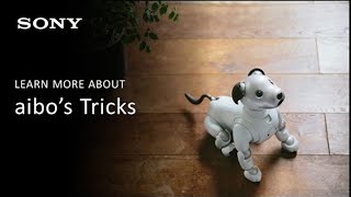 Sony | Learn More about aibo's Tricks