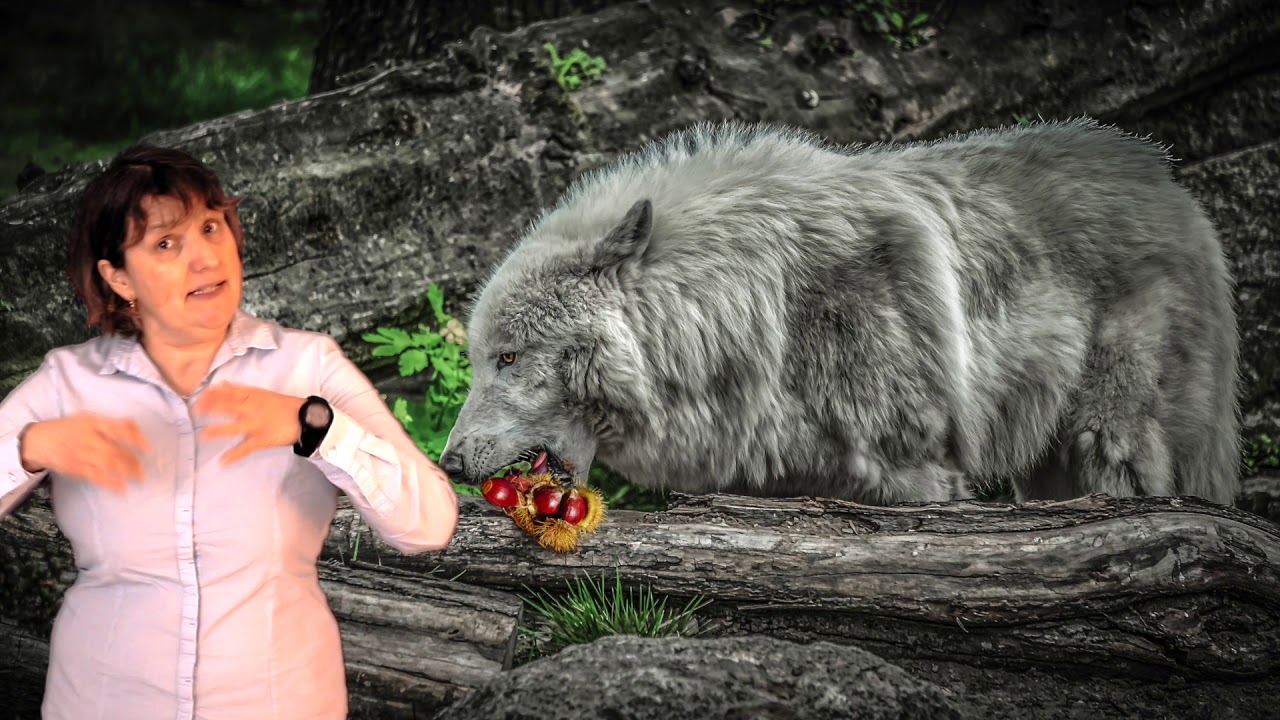 Le loup