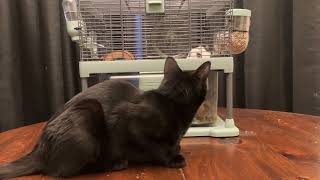 Fluffy 🐹 & Kitty 🐱 having a little fight. by Iris in Alaska 138 views 2 weeks ago 3 minutes, 26 seconds