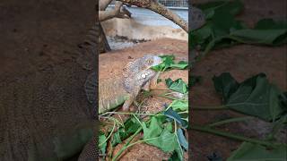 Iguana Red Remaja #iguana #feeding #asmr