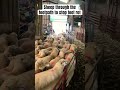 Sorting Sheep Through The Footpath Ukfarming Farminguk 