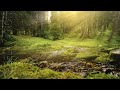 011 - FreeLaxation - Green Forest - Relaxing music | 18+