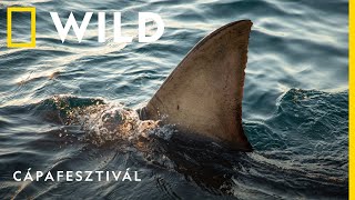 Cápafesztivál július 5-től esténként 18:00-tól | National Geographic WILD