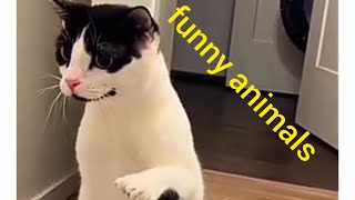 Забавные коты и собаки: смех до слез - Самые смешные животные