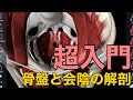 【骨盤と会陰の解剖・超入門】骨盤と会陰の解剖の全体像をざっくり解説してみた
