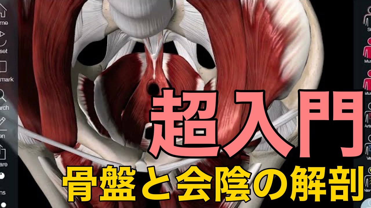 【骨盤と会陰の解剖・超入門】骨盤と会陰の解剖の全体像をざっくり解説してみた