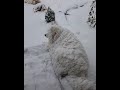 Fluffy Dog Refuses to Come in from the Snow - 1015727