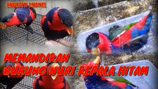 BURUNG NURI KEPALA HITAM ||saatnya mandi