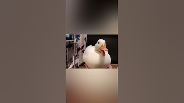 Duck disappears and reappears