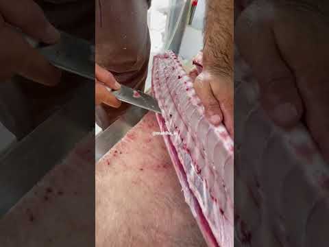 مهره استخوانی وسط ماهی شیر