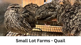 Quail Breeding Cage Arrangement - Changing It Again!