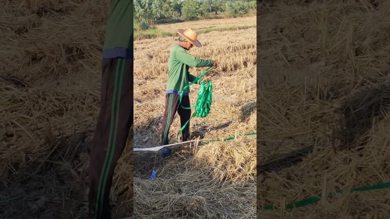 ปล่อยว่าว