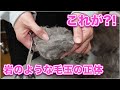 【キリちゃん】岩のような毛玉に覆われてしまった猫、ライオンちゃんカットにしてその毛玉の正体を暴いてみた【ノルウェージャンFC】