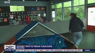 Zoom Room shares tips on training your dog | FOX 13 Seattle screenshot 5