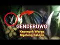 Penampakan hantu genderuwo kepergok nyolong buah kelapa bangiltv