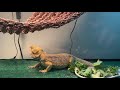 Feeding Bearded Dragon: Using Cucumbers as a Water Source