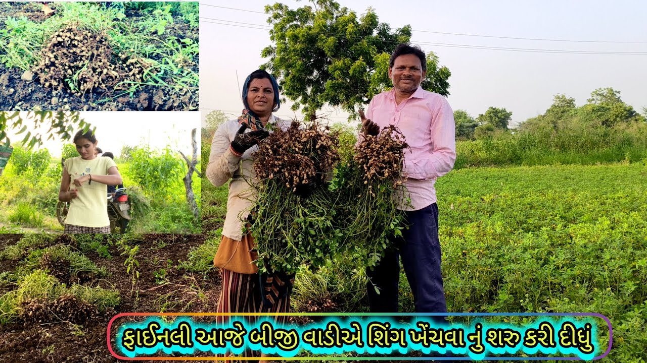 ફાઈનલી આજે બીજી વાડીએ શિંગ ખેંચવાનું શરૂ કરી દીધું🥰🥰🤗🥜🌱🥜