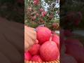 Enjoy Beautiful Pink Apple🍎
