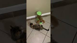 Little Kittens Eats Solid Food For The Very First Time Mama Cat Watches Them