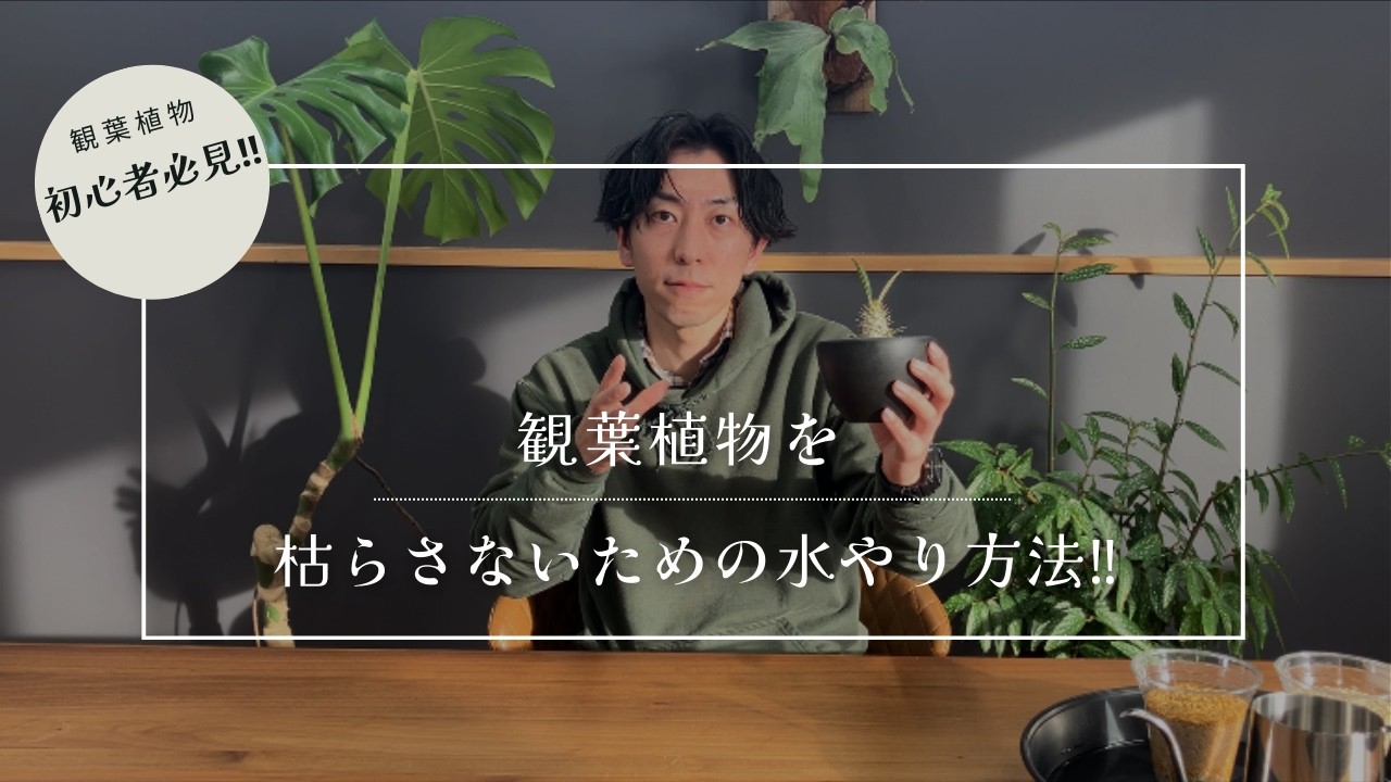 【初心者必見】観葉植物を枯らさないための水やり方法!!