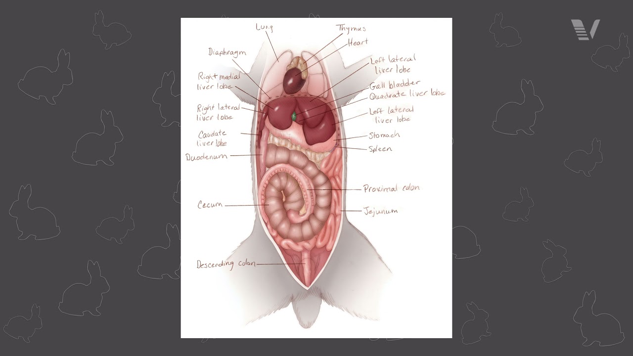 Rabbit Anatomy