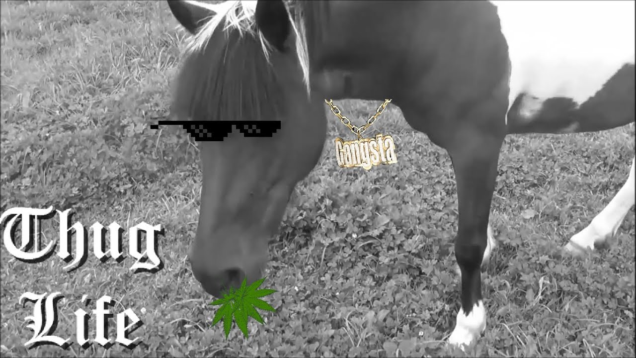 Horse Excited A Girl [Thug Life] YouTube