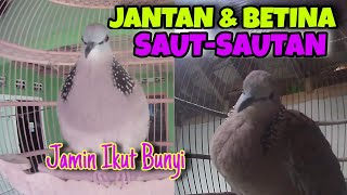 Suara Panggilan Tekukur Jantan dan Betina, Putar Ini Jaminan Nyaut‼️