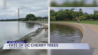 Beloved 'Stumpy' among 140 cherry trees being removed for construction in DC