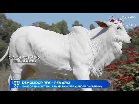 LOTE 37   DEMOLIDOR RFA