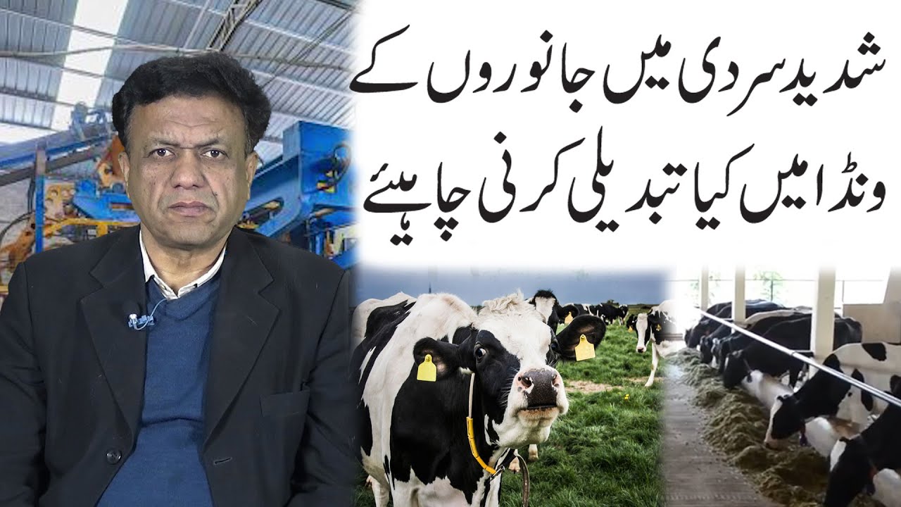 Animal Feed Management in Winter Season | Profitable Livestock Farming