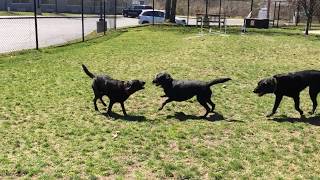 Just 3 Labs playing...