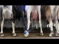 Amazing Farming Equipment - Swing Over Cow Milking Parlour, Cattle Foot Trimming, Goat Milking