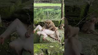 Ep1377. The Ultimate Monkey Compilation to Make Your Day Instantly Better