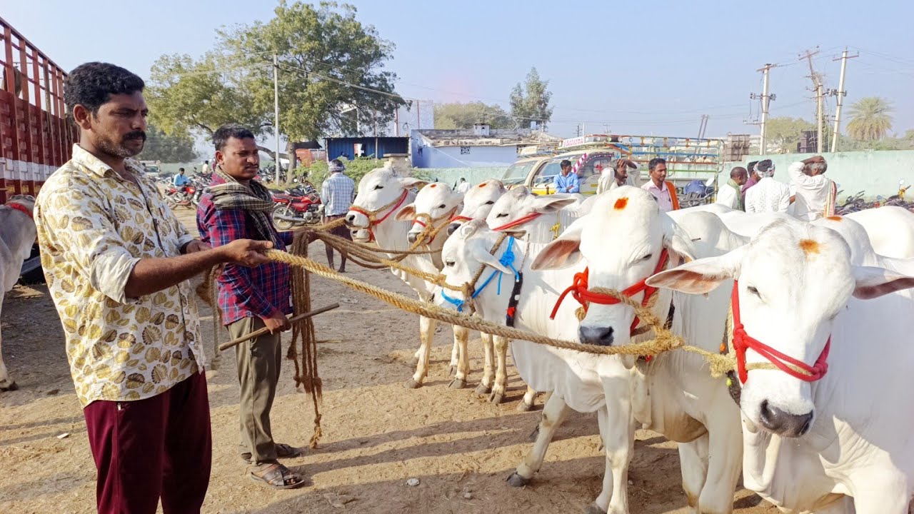 అయిజ సంతలో ఒంగోలు జాతి పాలపళ్ళ కోడెల రేట్లు-ieeja bull market-oxen market-ox market-cattle market-ox