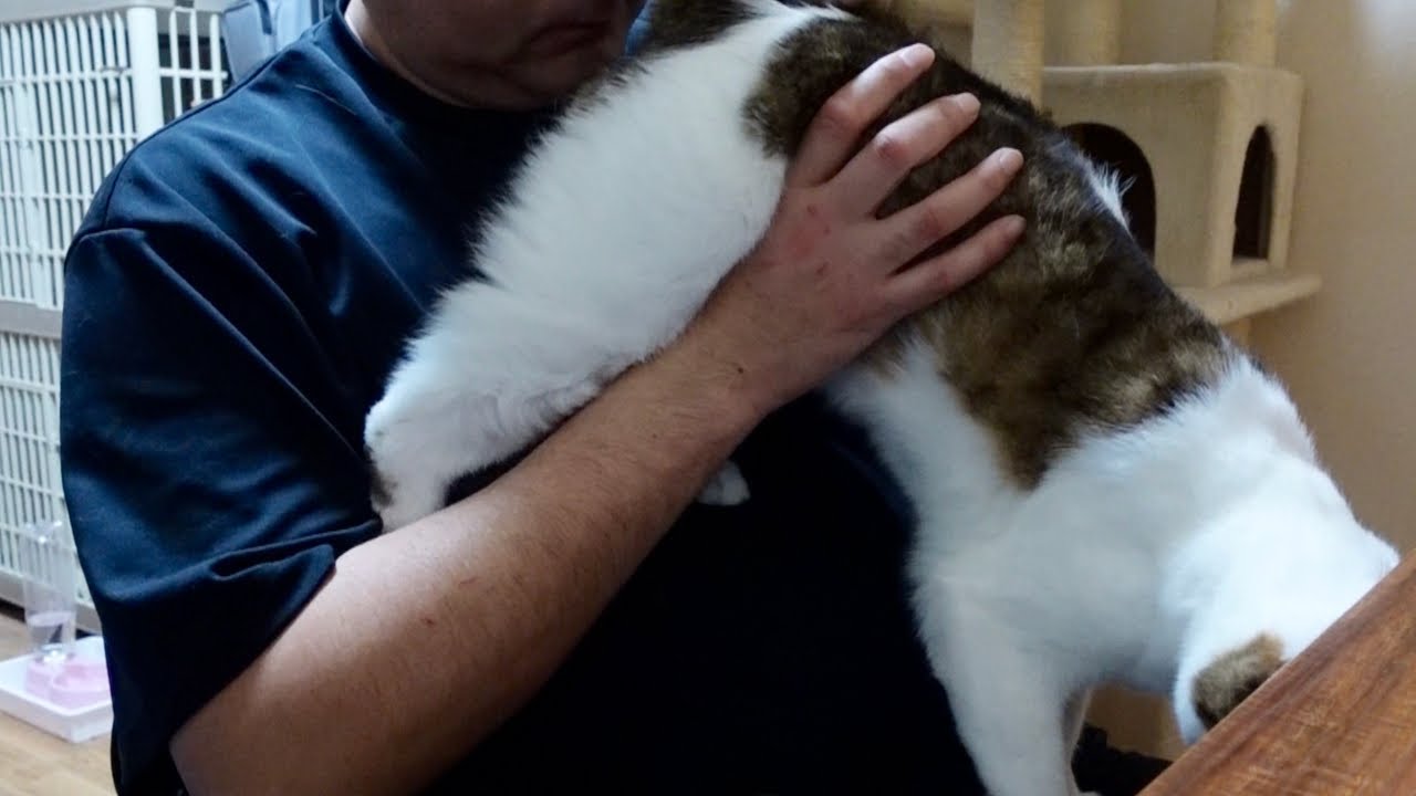 猫がお尻を向けてきたので・・・。 - YouTube