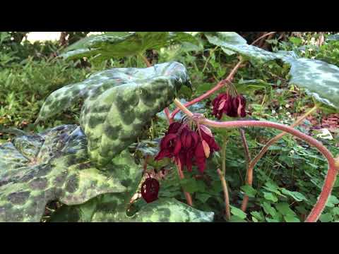 Video: How To Grow Podophyllum