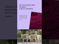 Vicuna yarn - The most expensive yarn in the world!