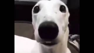 dog chattering its teeth meme