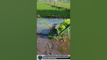 DIY Machine Rice Planting Tool – Hand Push Rice Transplanter