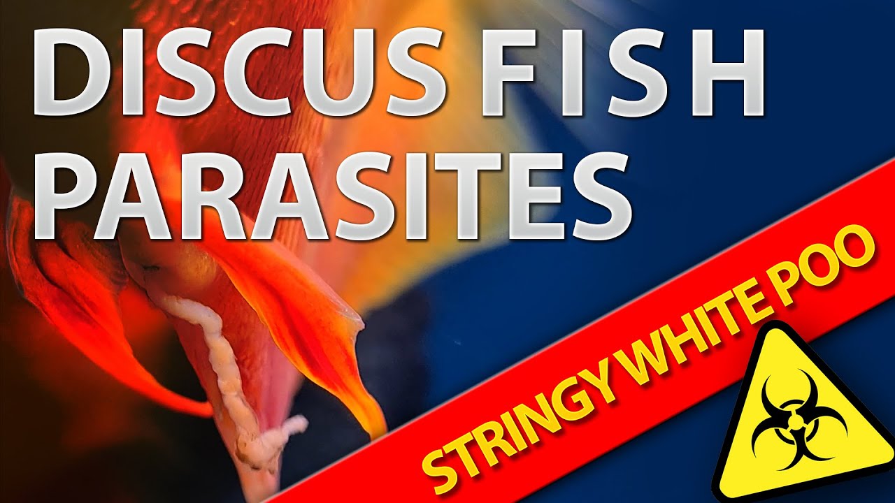 Discus fish white poop treatment? Whats the cause and how to fix it