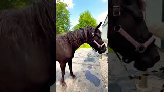 Spending time with my senior Mare!