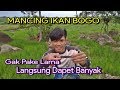 Mancing ikan di sawah benar benar panen ikan bogo