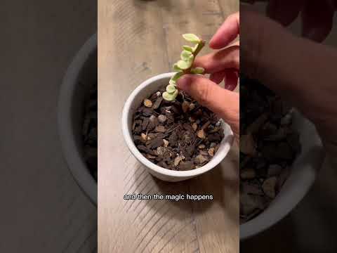Video: Wat is 'n Lilac Mist Sedeveria: Kweek Lilac Mist Vetplante